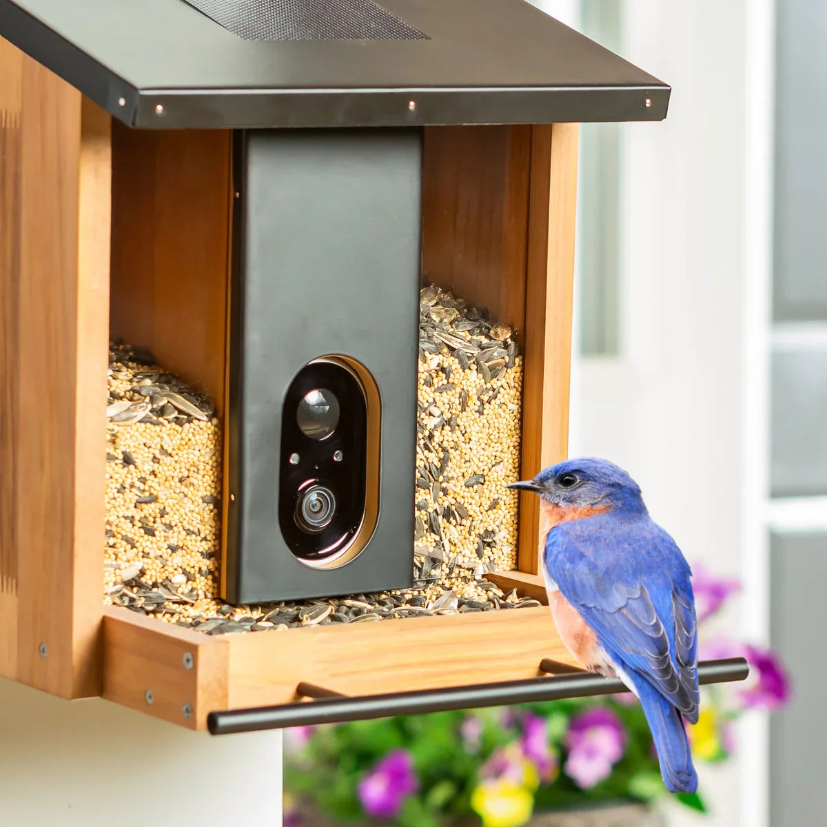 Bird Feeder With Solar Panel