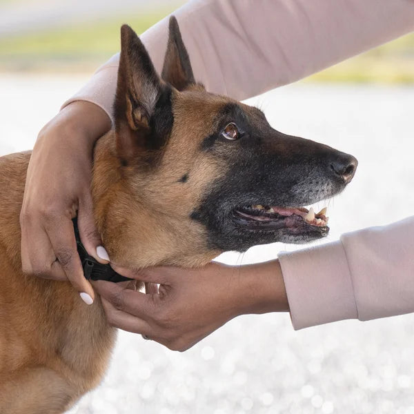 PetSafe Guardian GPS 2.0 Dog Fence + Tracking Collar, 2-Year Subscription