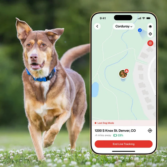 Fi Series 3+ Smart Dog Collar - GPS Tracker and Activity & Health Monitor, 14-Month Subscription