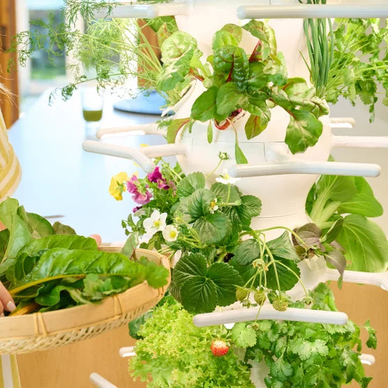 Lettuce Grow Farmstand Nook