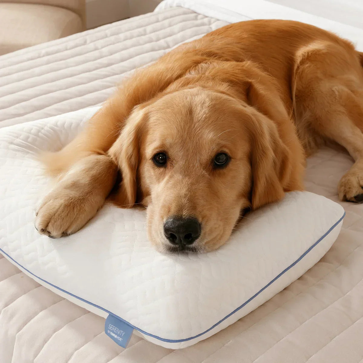 Serenity by Tempur-Pedic Memory Foam Bed Pillow
