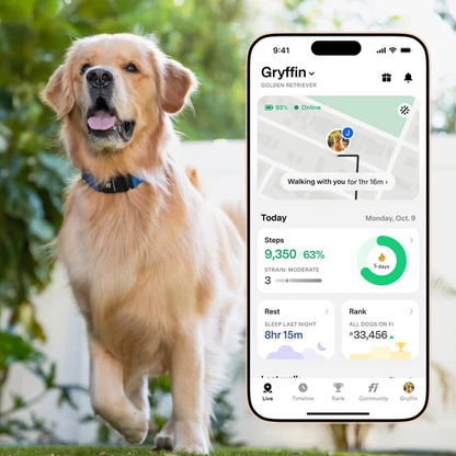 Fi Series 3+ Smart Dog Collar - GPS Tracker and Activity & Health Monitor, 14-Month Subscription