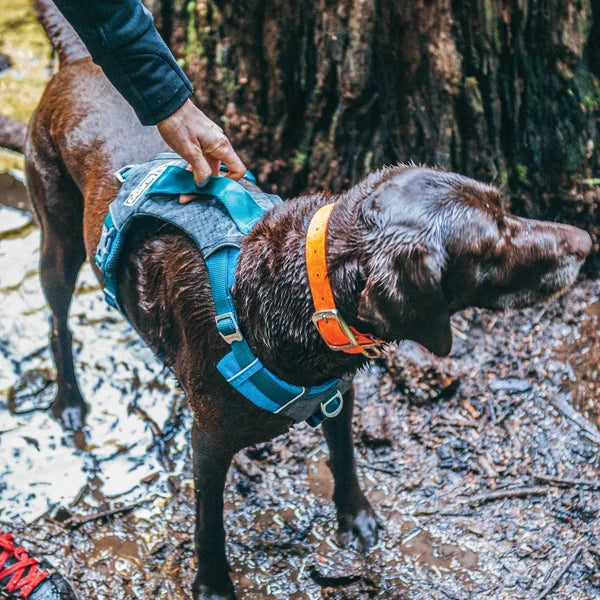 Kurgo Journey Air Harness and Quantum 6-in1 Leash Bundle