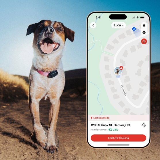 Fi Mini GPS Tracker for Dogs & Cats - Activity & Health Monitor