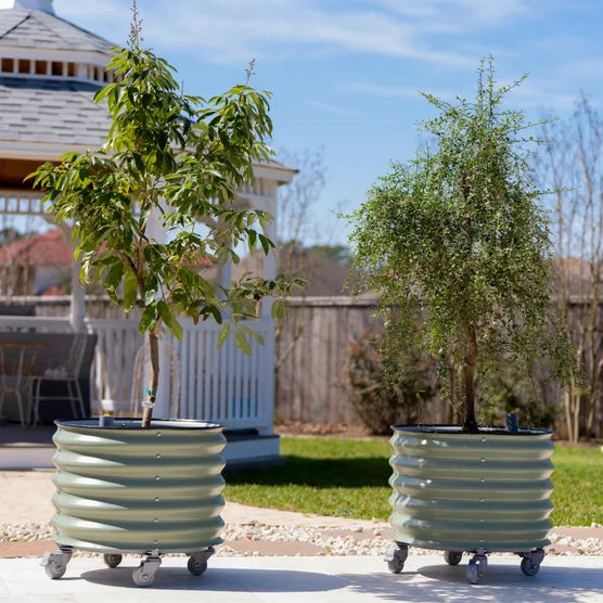 Self-Watering Rolling Citrus Tree Planter