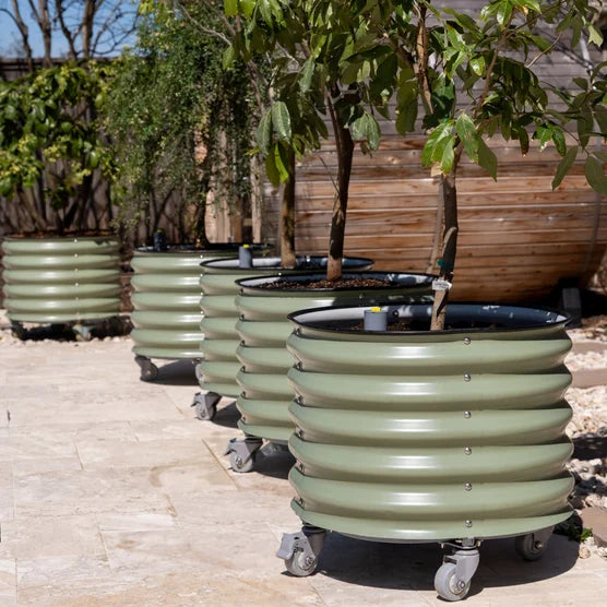 Self-Watering Rolling Citrus Tree Planter