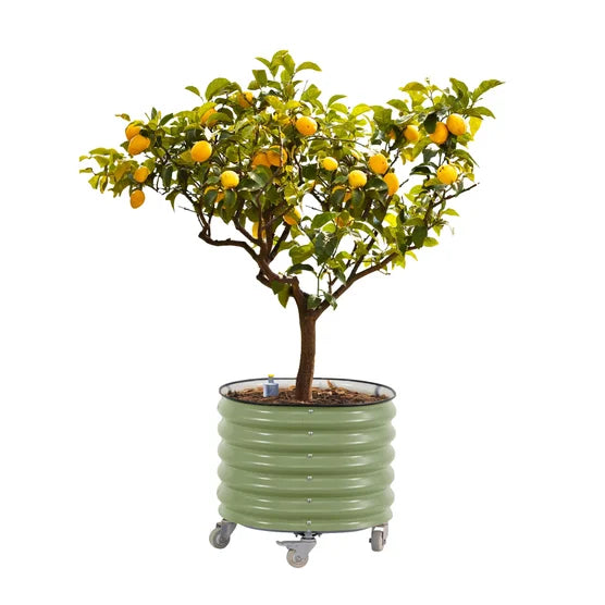 Self-Watering Rolling Citrus Tree Planter
