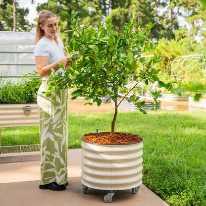 Self-Watering Rolling Citrus Tree Planter