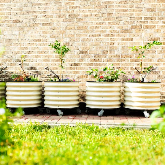 Self-Watering Rolling Citrus Tree Planter