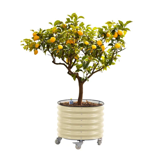 Self-Watering Rolling Citrus Tree Planter