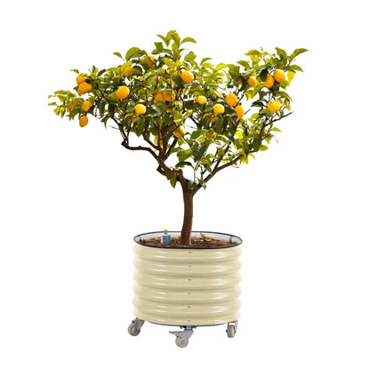 Self-Watering Rolling Citrus Tree Planter