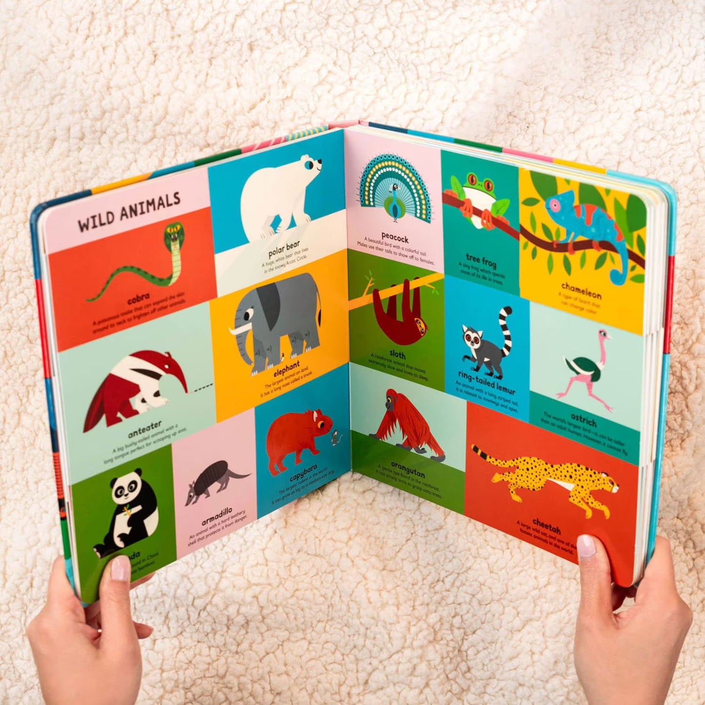 My First Book of Everything, Board Book
