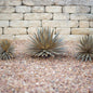 Yucca Sculpture by Desert Steel