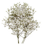 Gypsophilia/Baby's Breath, 10 Bunches - White