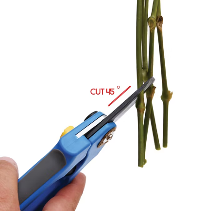 Gypsophilia/Baby's Breath, 10 Bunches - White