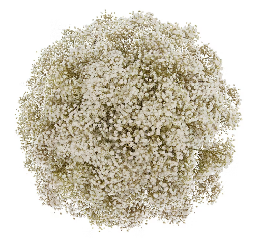 Gypsophilia/Baby's Breath, 10 Bunches - White