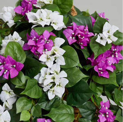 30 in. Indoor Mixed Bougainvillea Artificial Plant