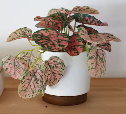 4.25" White Artificial Trailing Plant in Ceramic